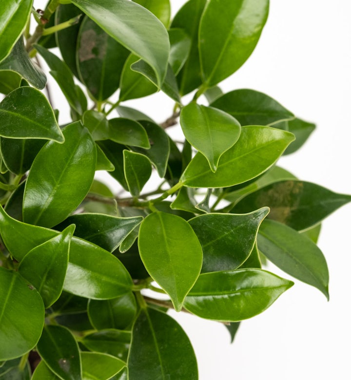 Bonsai Ficus retusa 5 ans