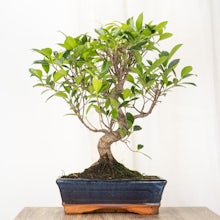 Bonsai Ficus 10 anos de idade