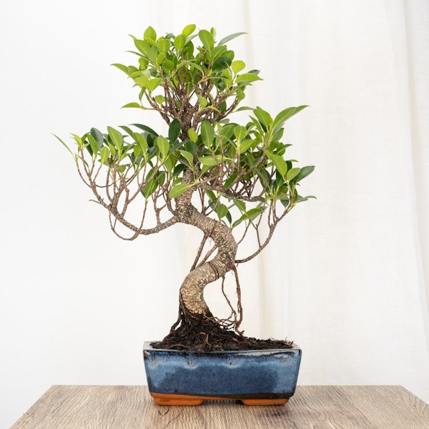 Bonsai Ficus retusa (8 Jahre alt)
