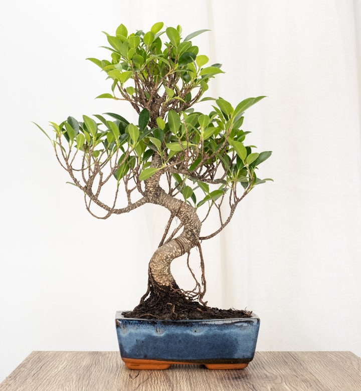 Bonsai Ficus retusa 8 ans