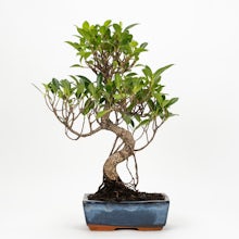 Bonsai Ficus retusa 8 Jahre alt
