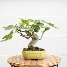 Bonsai 10 years old Ficus cari...