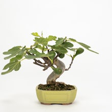 Bonsai 10 years old Ficus carica