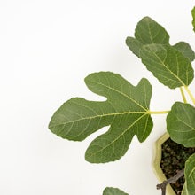 Bonsai 10 anni Ficus carica