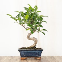 Bonsai Ficus retusa 6 ans