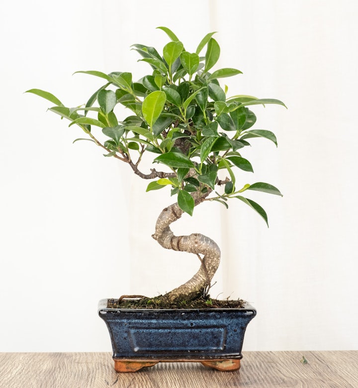 Bonsai Ficus retusa 6 ans