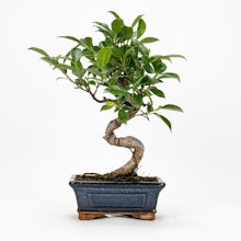 Bonsai Ficus retusa 6 Jahre alt