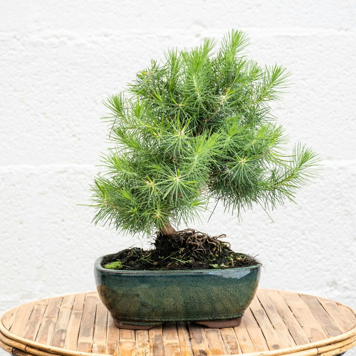 Bonsai Pinus halepensis (9 years old)