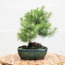Bonsai 9 Jahre alt Pinus halepensis