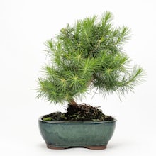 Bonsai Pinus halepensis (9 years old)
