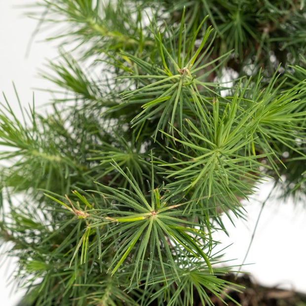 Bonsái Pinus halepensis