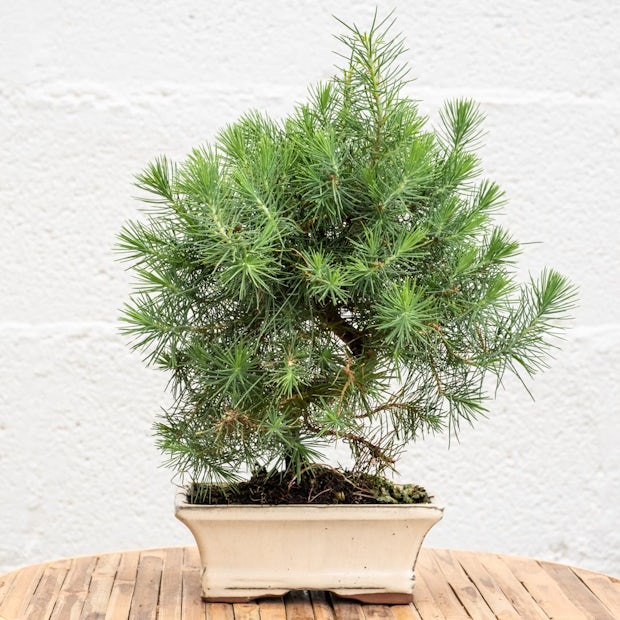 Bonsai 7 anni Pinus Halepensis