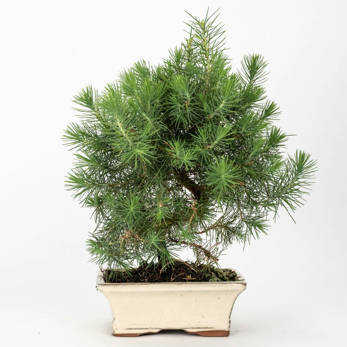 Bonsai 7 anni Pinus Halepensis