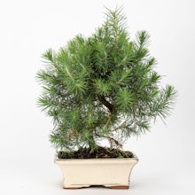Bonsai de 7 anos Pinus halepensis