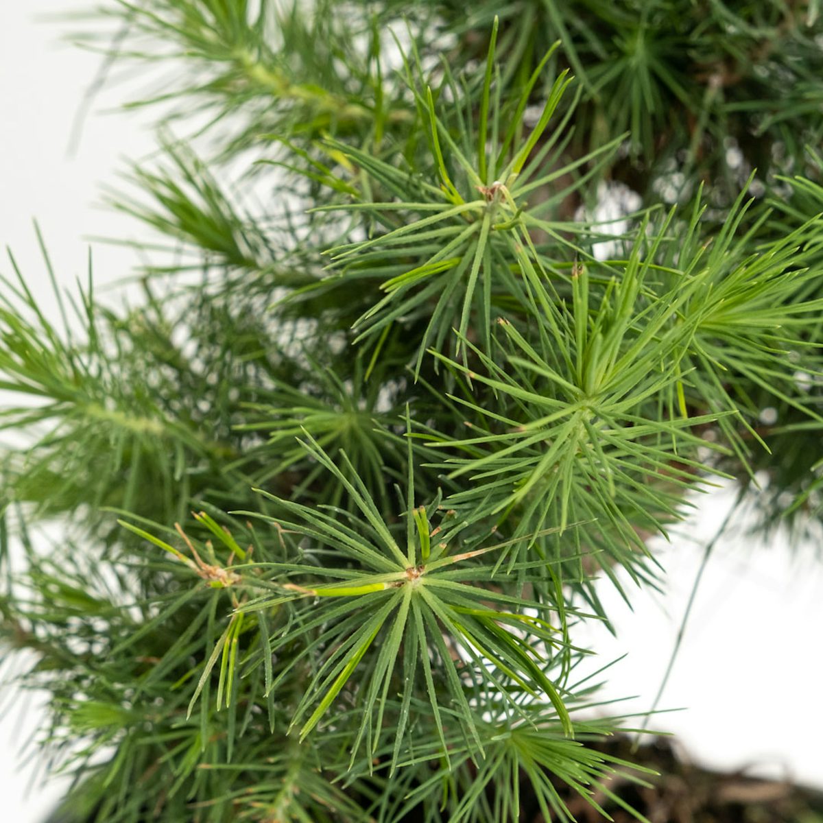 Bonsaï 7 ans Pinus halepensis