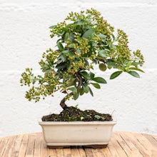 Bonsai Pyracantha sp. (7 years old)
