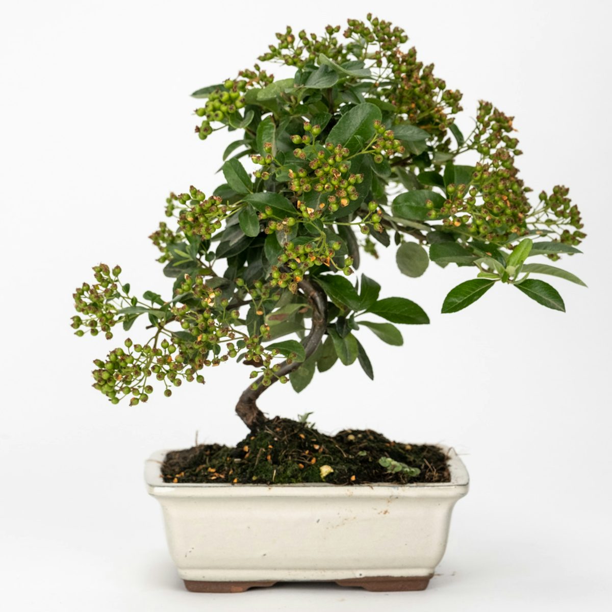 Bonsai Pyracantha sp. (7 years old)