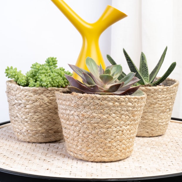 Pot 3D en silicone Pour fleurs Aspect ciment bonsaï plantes succulentes Brightcactus bougeoir savon ou bien comme cendrier moule et plus 