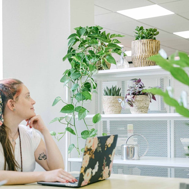 24 office plants: Perfect for a ...