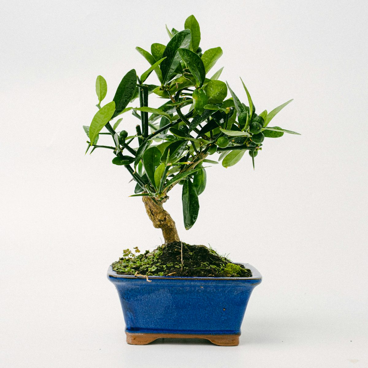 Bonsaibaum 10 Jahre Citrus kinzu / Orangenbaum