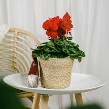 Cyclamen - Fleur d'hiver