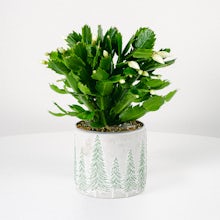 Cactus de Noël Blanc