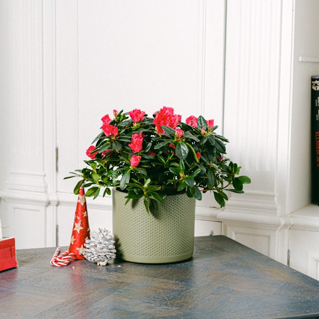 Buy online Rhododendron - Red Azalea Be.Green