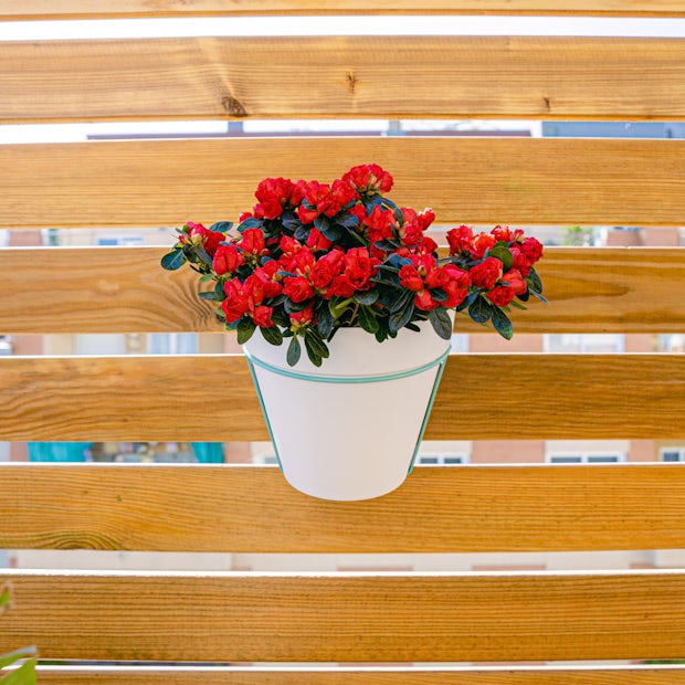 Comprar Rhododendron - Azalea Roja 