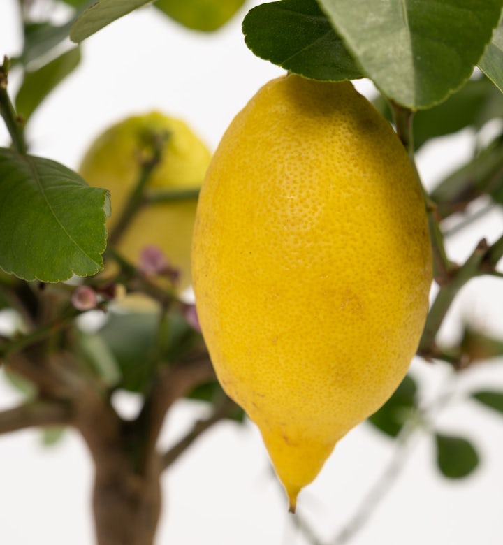 Citrus x limon - Citronnier