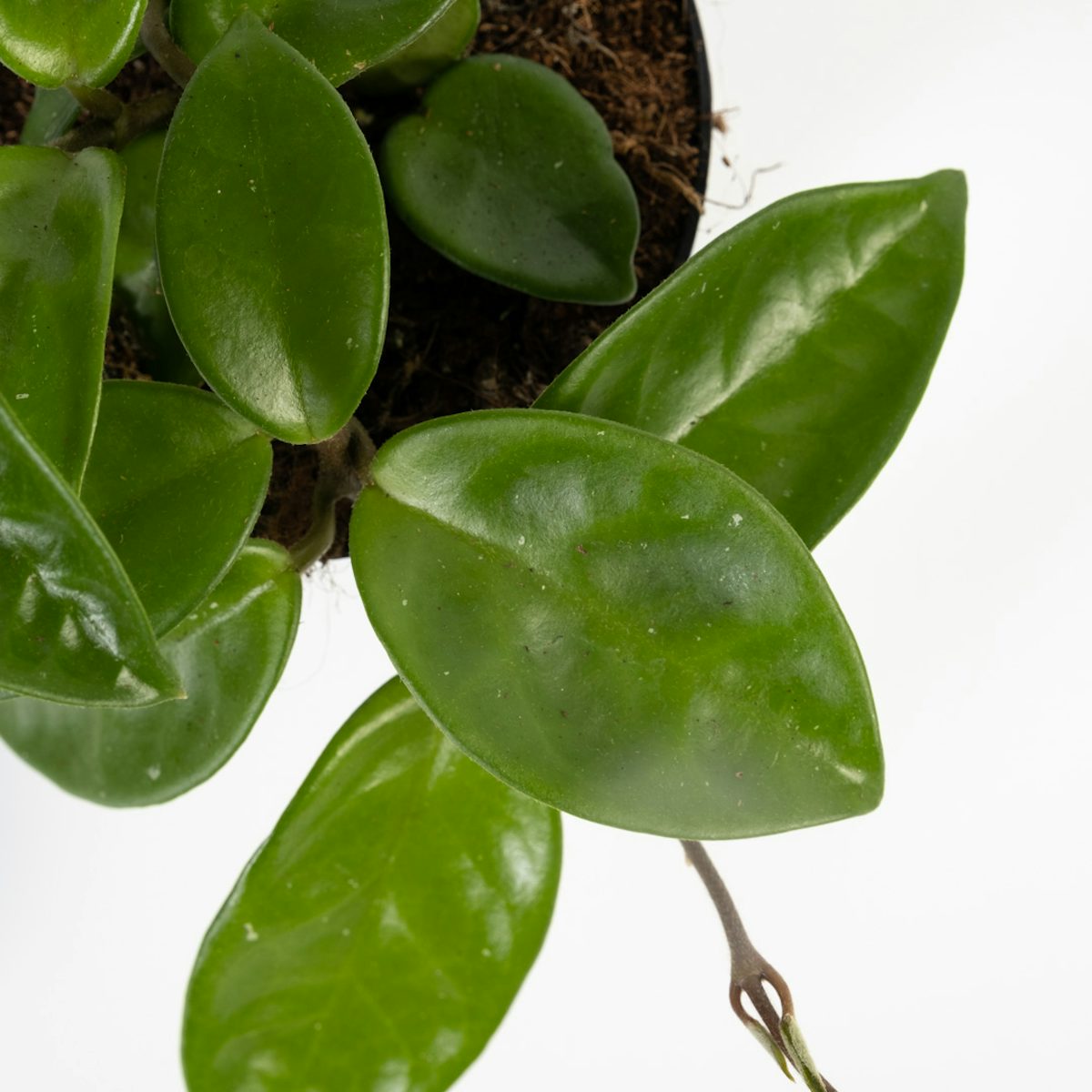 Hoya Carnosa Krinkle - Fleur de cire