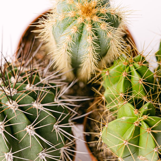 Tris Cactus Immortale