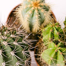 Trio de Cactus Immortels