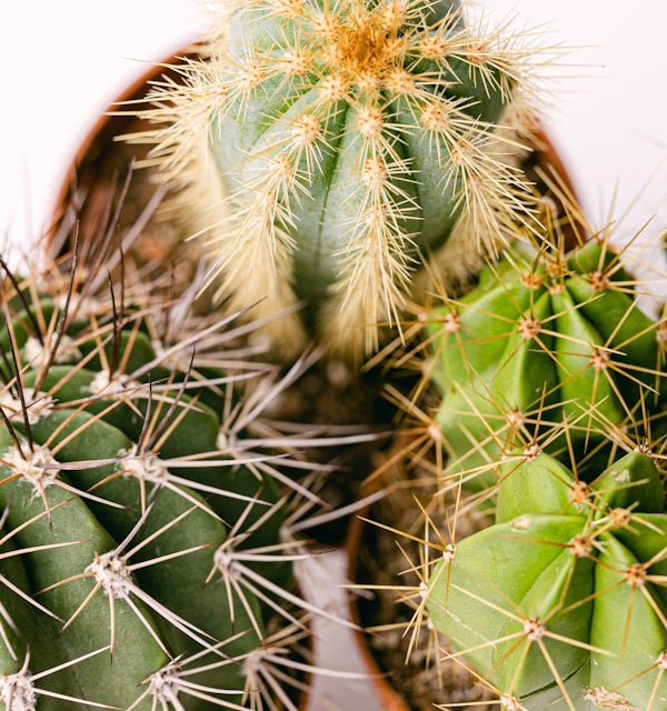 Trio Cactus Inmortal