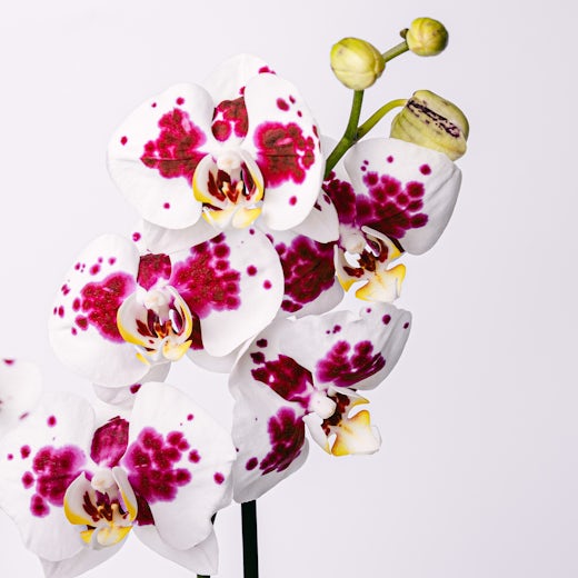 Orchidea Tigre