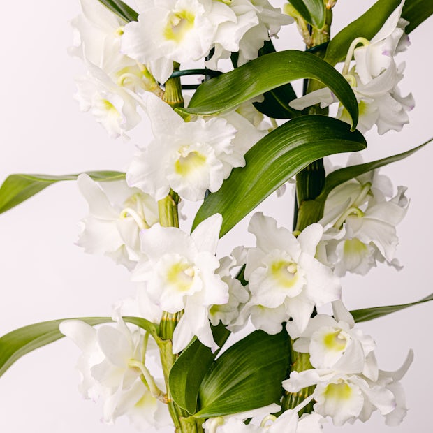 Orquídea Bamboo Blanca