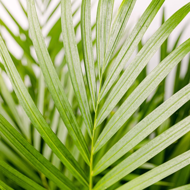 Palma Areca - Dypsis lutescens