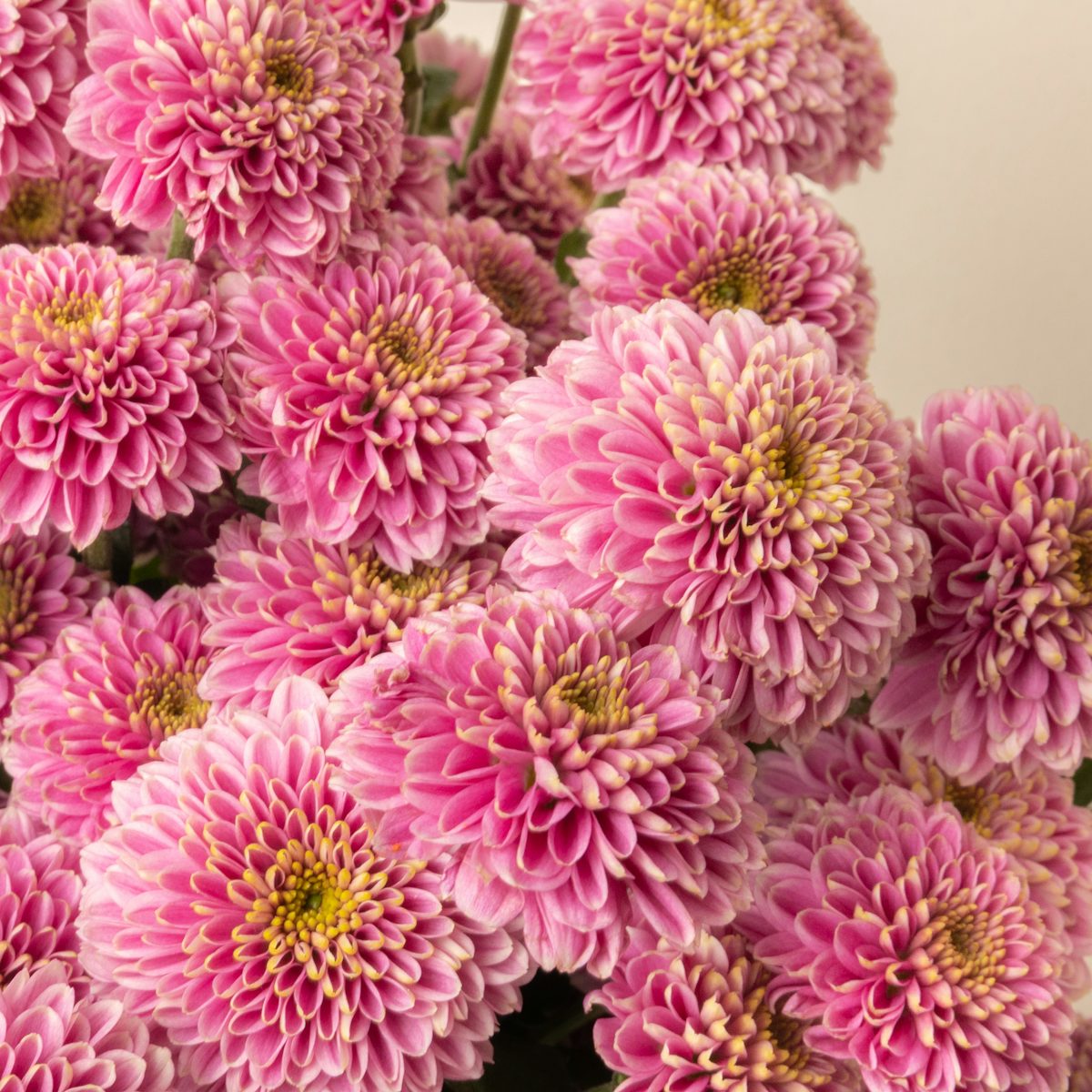 Chrysanthemum Snowball pink