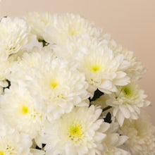 White chrysanthemums