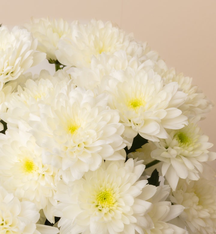 Chrysanthèmes blanc