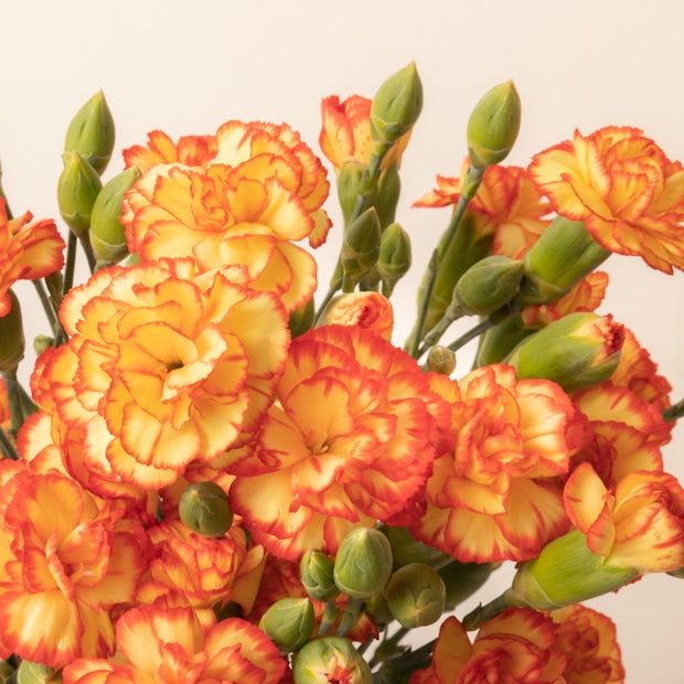 Orange carnations