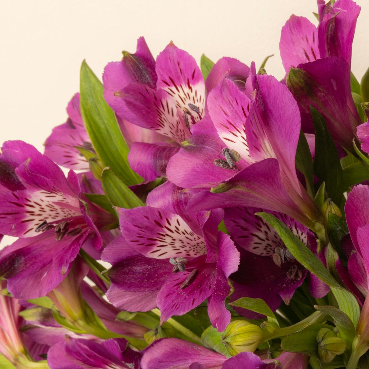 Bouquet Alstroemeria