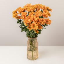 Chrysanthemums Naranjas
