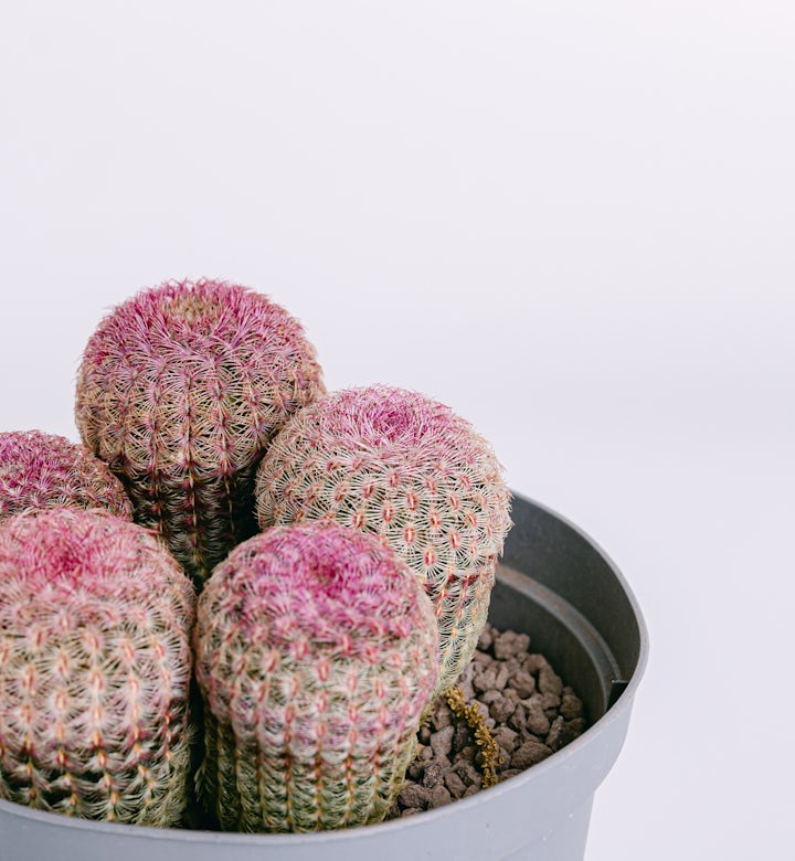 Cactus Arc-en-ciel