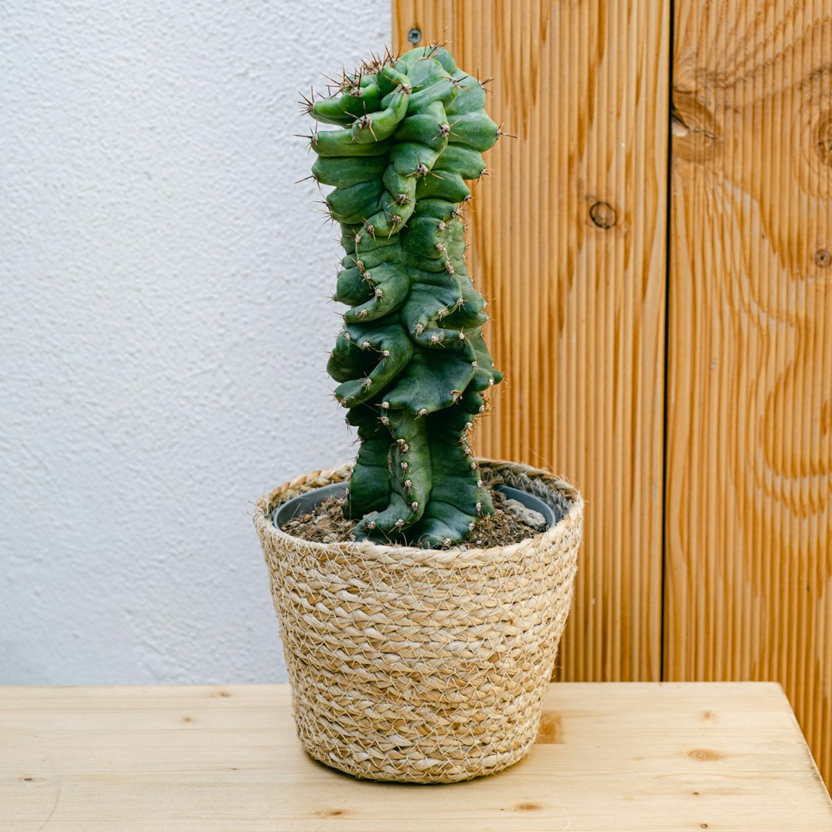 Cactus a Spirale