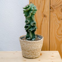 Cactus Spirale