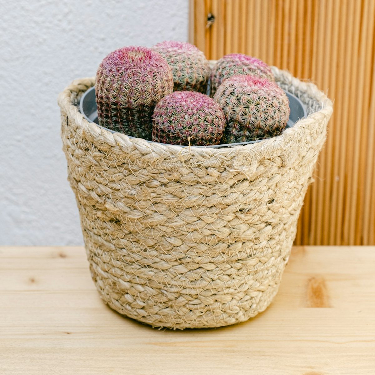 Cactus Arcobaleno