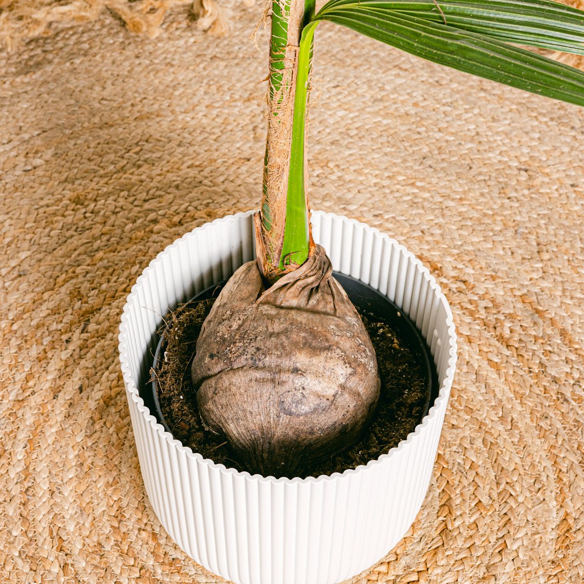 Albero di cocco