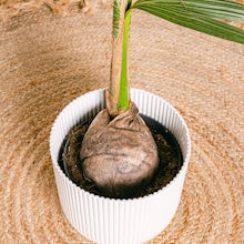 Kokosnussbaum