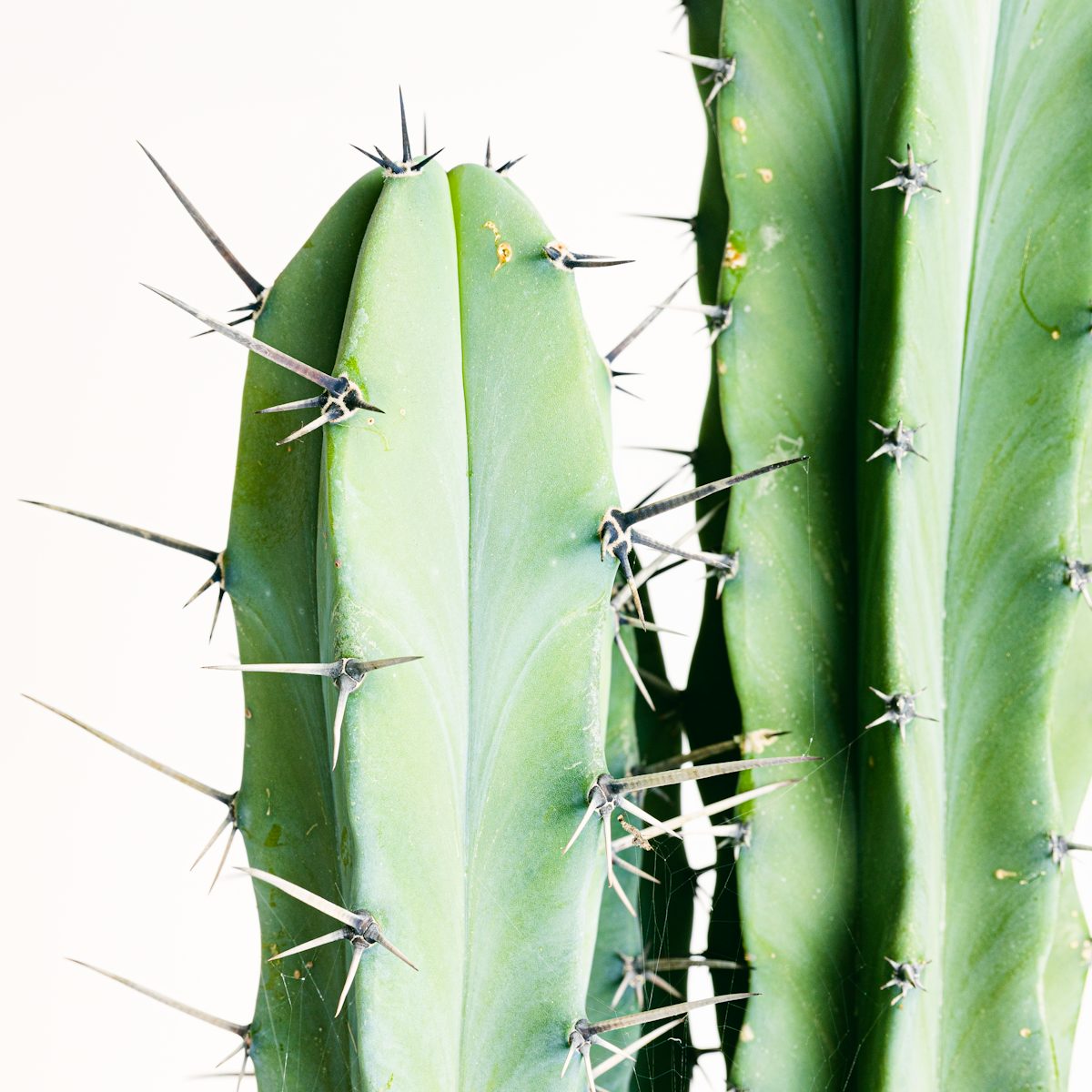Cactus di Mirtillo