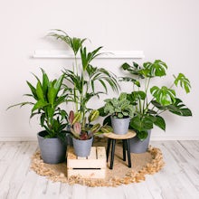 Set Productive Plants